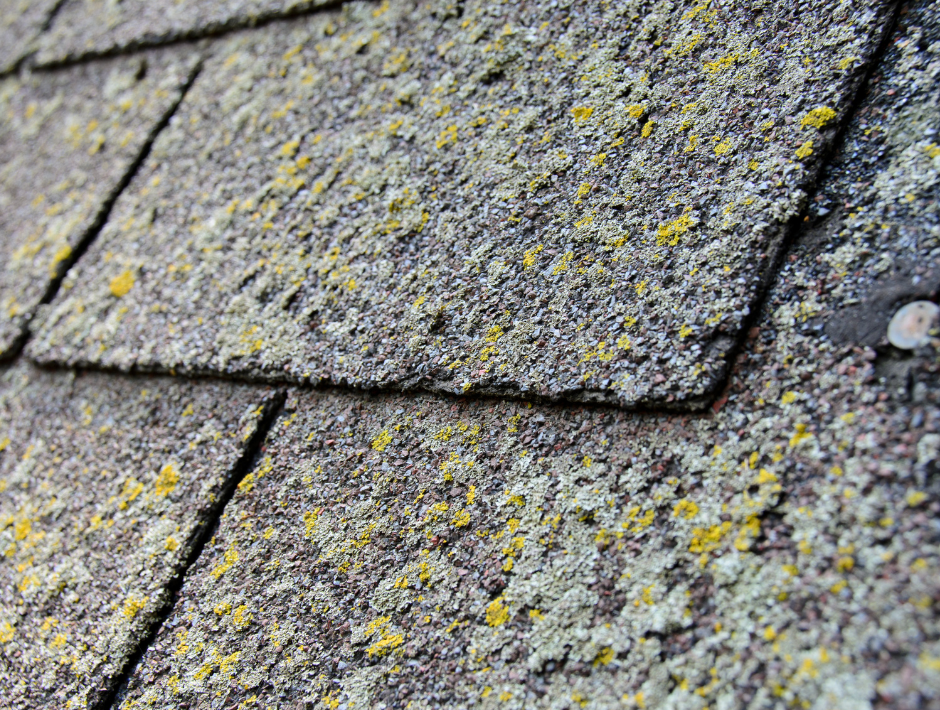 Shingle Roof Damage, TR Flat Roof Repair, Shingle Roofing Contractors
